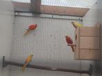 Kweek koppel turquoise met 2 Jonge, Dieren en Toebehoren, Meerdere dieren, Parkiet, Geringd