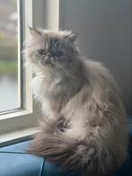Mooie Perzische kat, Dieren en Toebehoren, Katten en Kittens | Raskatten | Langhaar, 0 tot 2 jaar, Poes