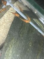 Jonge ancistrus red, Dieren en Toebehoren, Vis, Zoetwatervis