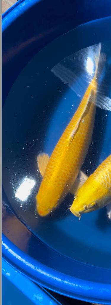 Zeer forse Konishi Karashi-Yamabuki Sansai 60+, Dieren en Toebehoren, Vissen | Vijvervissen, Karper of Koi