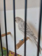 Zilver agaat !, Dieren en Toebehoren, Vogels | Kanaries, Mannelijk, Kleurkanarie