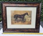 ingelijste ingekleurde vintage gravure Engels volbloed paard, Ophalen of Verzenden
