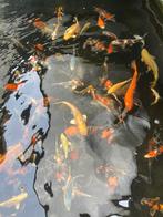 Nieuw 🇯🇵Japanse Koi🇯🇵  mix 25/30 cm AANBIEDING, Dieren en Toebehoren, Karper of Koi