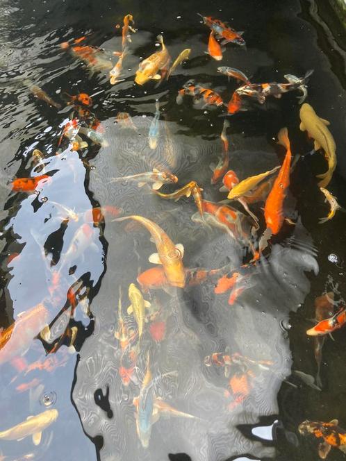 Nieuw 🇯🇵Japanse Koi🇯🇵  mix 25/30 cm AANBIEDING, Dieren en Toebehoren, Vissen | Vijvervissen, Karper of Koi