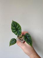 Alocasia Dragon Scale Variegata, Huis en Inrichting, Kamerplanten, Overige soorten, In pot, Minder dan 100 cm, Groene kamerplant