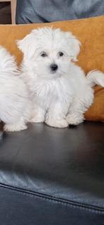 Maltezer pups. Rasecht. Kleinblijvend, Dieren en Toebehoren, Honden | Chihuahua's en Gezelschapshonden, Maltezer, CDV (hondenziekte)