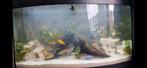 Cichliden, Dieren en Toebehoren, Vissen | Aquariumvissen, Vis