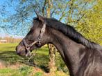 Veelbelovende 4 jr. Lord Europe merrie, Dieren en Toebehoren, Paarden, Merrie, Dressuurpaard