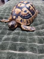 Landschildpad, Dieren en Toebehoren, Januari, Vrouwelijk