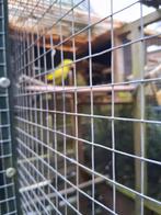 Koppel bergparkieten, Dieren en Toebehoren, Vogels | Kanaries, Meerdere dieren, Kleurkanarie