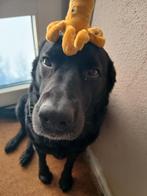 Lieve labrador mina 5 jaar, Dieren en Toebehoren, Honden | Niet-rashonden, Teef, Eén hond, 3 tot 5 jaar, Nederland