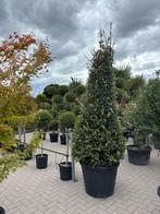 Steeneik piramide (Quercus ilex) 200 cm+, Tuin en Terras, Planten | Bomen, Ophalen, In pot, Zuilboom, 100 tot 250 cm