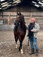 Dressuurpaard, Met stamboom, Ruin, Dressuurpaard, 170 tot 175 cm