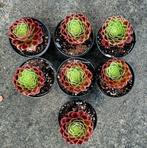 Aeonium Fiesta, Huis en Inrichting, Vetplant, Minder dan 100 cm, Bloeiende kamerplant, Halfschaduw