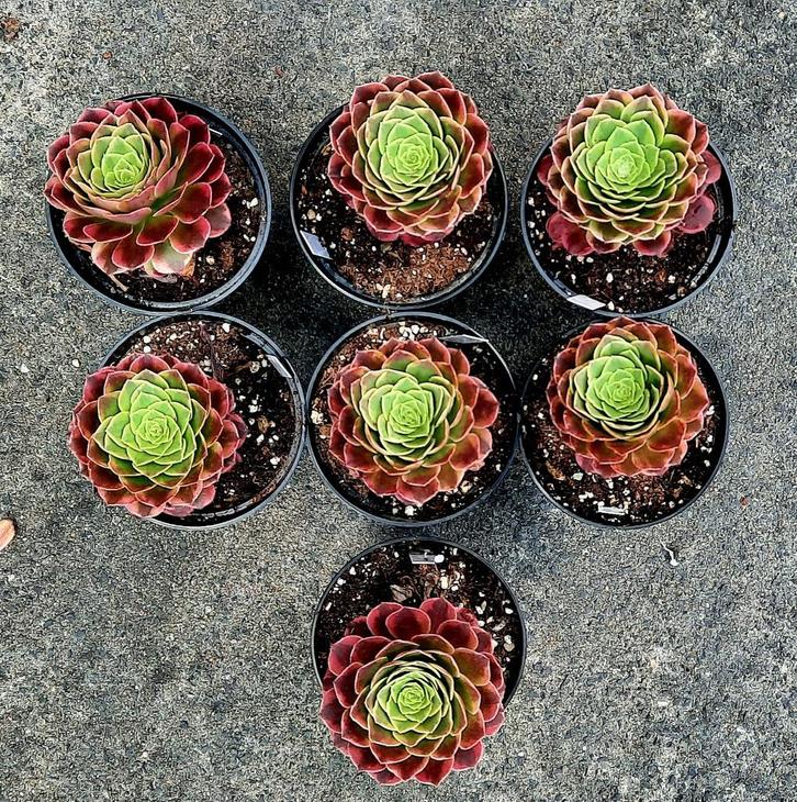 Aeonium Fiesta, Huis en Inrichting, Kamerplanten, Vetplant, Minder dan 100 cm, Bloeiende kamerplant, Halfschaduw, Ophalen of Verzenden