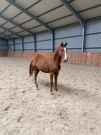 Talentvolle merrie jaarling, Dieren en Toebehoren, Paarden, Merrie, Minder dan 160 cm, Niet van toepassing, Dressuurpaard