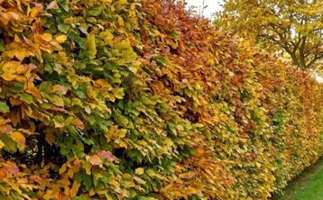 Beukenhaag - Fagus sylvatica - Groene beuk -Beuk bladhoudend beschikbaar voor biedingen