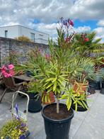Mooie forse oleander op dikke stam in een ruime pot!!, Volle zon, Vaste plant, Zomer, Ophalen