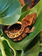 Wimpergekko baby ClxIn1, Dieren en Toebehoren, Reptielen en Amfibieën, Hagedis, 0 tot 2 jaar