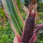 Stars and Stripes - Mais zaden, Verzenden, Volle zon