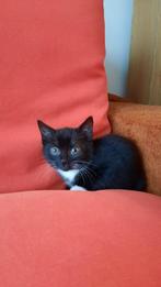 Britse korthaar kitten, Dieren en Toebehoren, Katten en Kittens | Overige Katten, Meerdere dieren, Kortharig, 0 tot 2 jaar