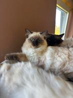 Ragdoll kittens - mogen verhuizen!, Dieren en Toebehoren, Meerdere dieren, Ontwormd