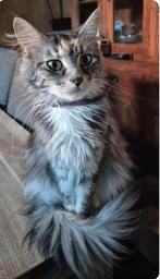 Maine coon, Poes, Gechipt, 3 tot 5 jaar