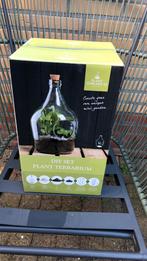 DIY set plant terrarium, Huis en Inrichting, Kamerplanten, Minder dan 100 cm, Ophalen of Verzenden, Halfschaduw