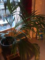 Grote palm inclusief pot, Huis en Inrichting, Kamerplanten, 100 tot 150 cm, Palm, Halfschaduw, In pot