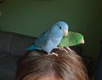 Koppel forpus groen en blauw, Dieren en Toebehoren, Vogels | Parkieten en Papegaaien, Meerdere dieren, Dwergpapegaai of Agapornis