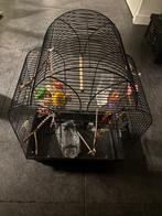 Parkietenkooi (zonder parkietjes), Dieren en Toebehoren, Mannelijk, Parkiet