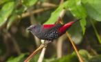 Dybowski astrilde - Euschistospiza dybowskii, Meerdere dieren, Tropenvogel, Geringd