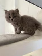 2 britse kittens zoeken een huisje, Meerdere dieren