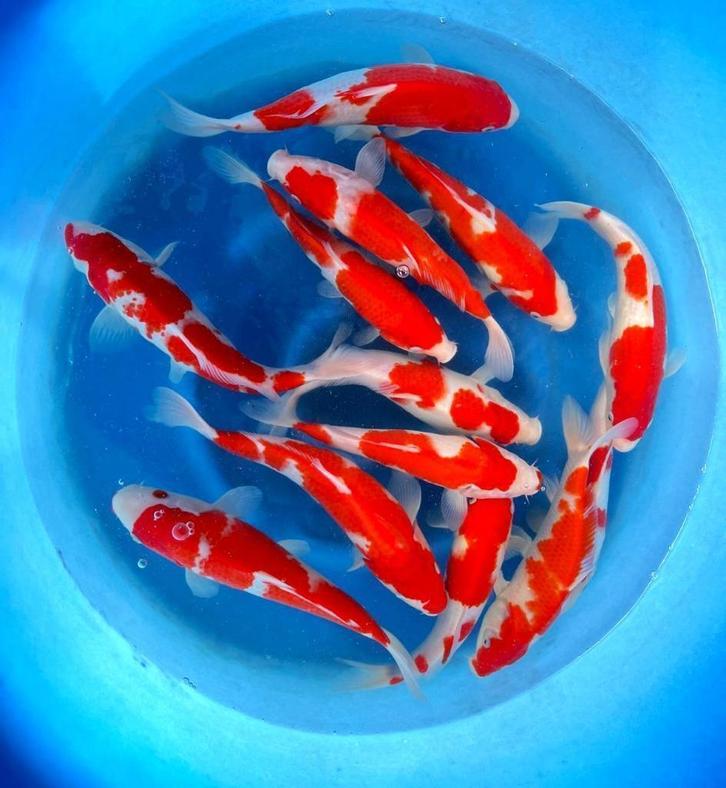De mooiste Japankoi koop je in Dalen , G&D Koi en aquaria, Dieren en Toebehoren, Vissen | Vijvervissen, Karper of Koi