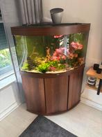 Juwel Trigon 190, Dieren en Toebehoren, Vissen | Aquaria en Toebehoren, Ophalen, Zo goed als nieuw, Leeg aquarium