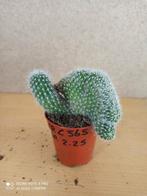 cristaat cactus potmaat 5.5 nummer C565, Cactus, Ophalen of Verzenden