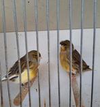 Groene kanarie gloster koppel  2025, Dieren en Toebehoren, Meerdere dieren, Postuurkanarie