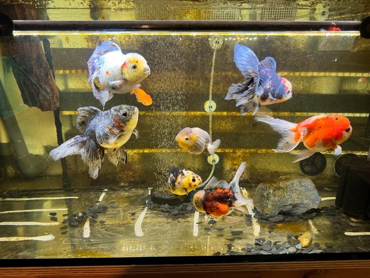 Fancy Goldfish Oranda HQ opruiming leegverkoop, Dieren en Toebehoren, Vissen | Aquariumvissen, Vis