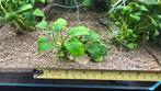 Anubias nana (Aquarium Plant) op steen, Ophalen of Verzenden, Nieuw, Plant(en), Steen of Hout