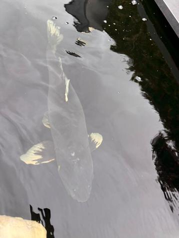 Doitsu magoi beschikbaar voor biedingen