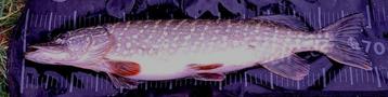 Deel 5) 2 stuks FL snoekstreamers op Double Hook/Fleurhaak beschikbaar voor biedingen