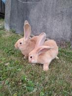 Jonge vlaamse reuzen, Dieren en Toebehoren, Konijnen, Mannelijk, Groot