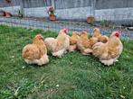Prachtige Jonge Cochin kriel kippen ,Handtam en topkwaliteit, Dieren en Toebehoren, Pluimvee, Meerdere dieren, Kip