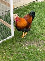 Wyandotte kriel haan, Dieren en Toebehoren, Pluimvee, Mannelijk, Kip