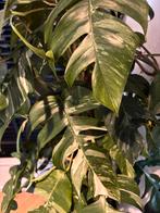 Epipremnum Pinnatum Albo variegata p32 H150, Ophalen, Overige soorten, Minder dan 100 cm