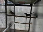 Schama lijsters, Dieren en Toebehoren, Meerdere dieren, Wildzangvogel