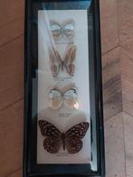 Taxidermie  vlinders in lijst, Minder dan 50 cm, Gebruikt, Overige typen, Ophalen of Verzenden