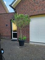 Te koop 2 olijfbomen in pot., Tuin en Terras, Planten | Bomen, 100 tot 250 cm, Olijfboom, Ophalen, Volle zon