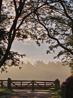 Trainer Friese paarden omgeving Apeldoorn gezocht, Dieren en Toebehoren, Overige Dieren, Januari, Meerdere dieren