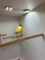 aangeboden - Gezoomde / Gloster-Consort type kanaries, Mannelijk